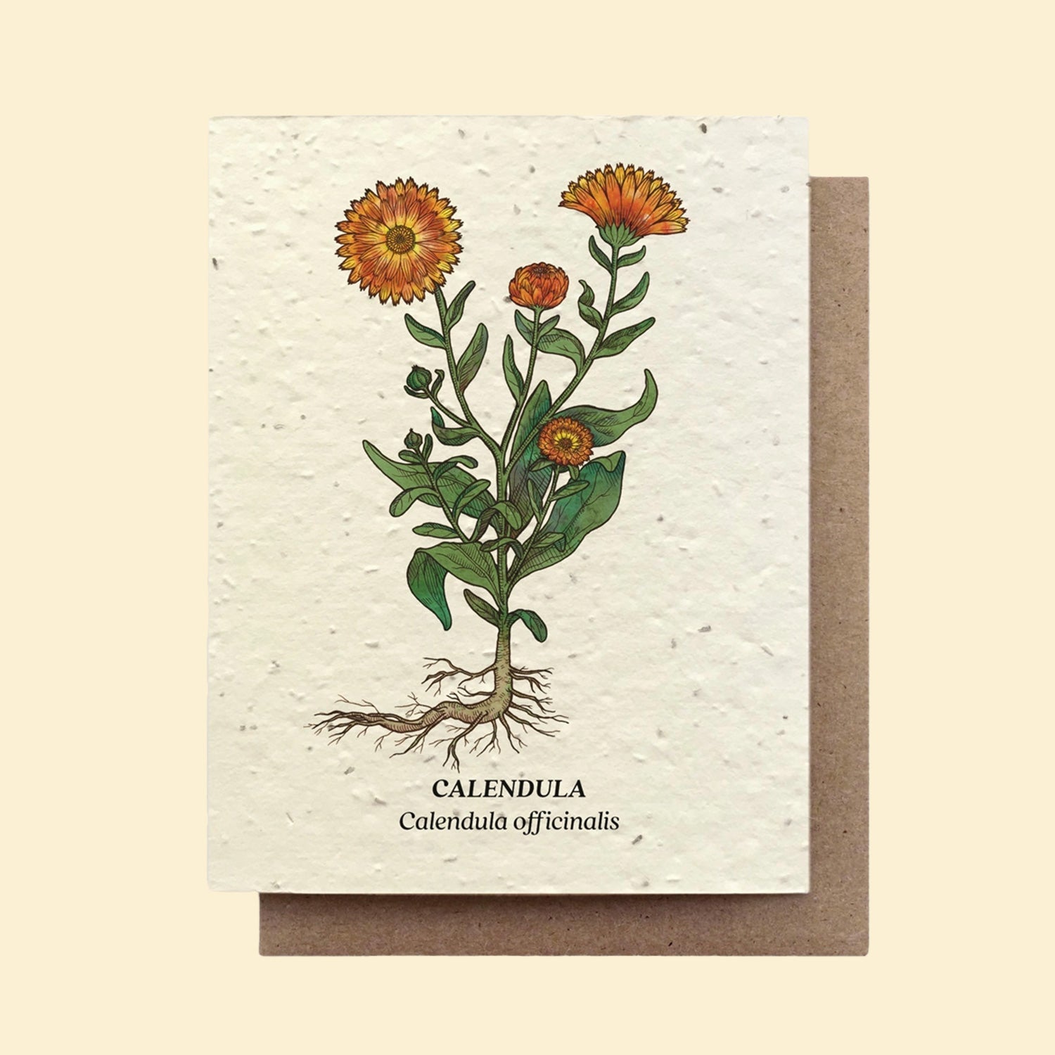 Calendula Wildflower Seed Card - Barbari Botanical Co.